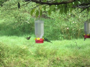 Hummingbirds, Curi-Cancha. 1      